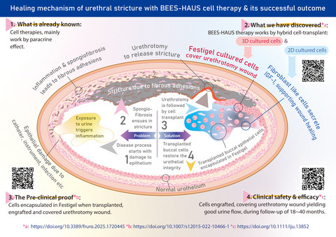Pioneering feat in regenerative medicine, the BEES-HAUS cell therapy: Paracrine effect and cell engraftment, together healing urethral stricture. Its simplified version, BHES-HAUS’ results to be presented in AUA 2026